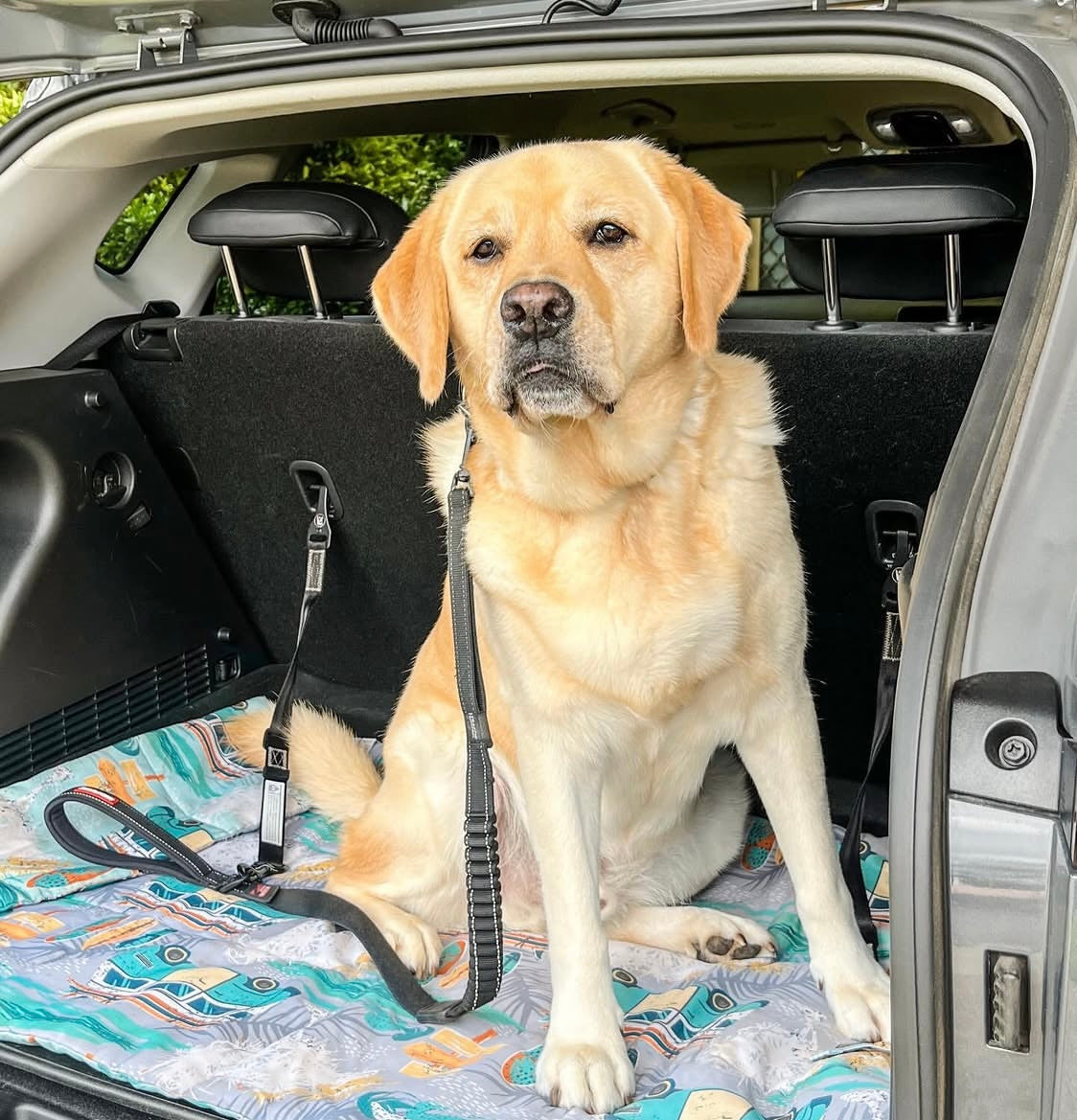 Pet Travel & Training Mats