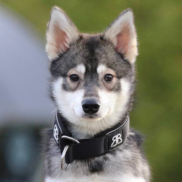 Siberian husky 2024 collar size