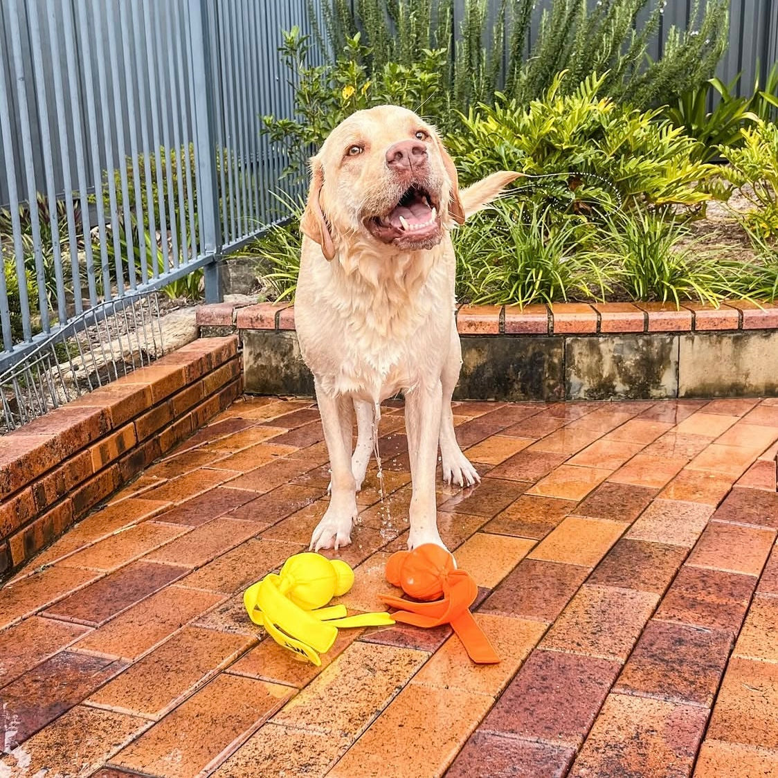 KONG® Wet Wubba™ Tug Dog Toy - Assorted Colours