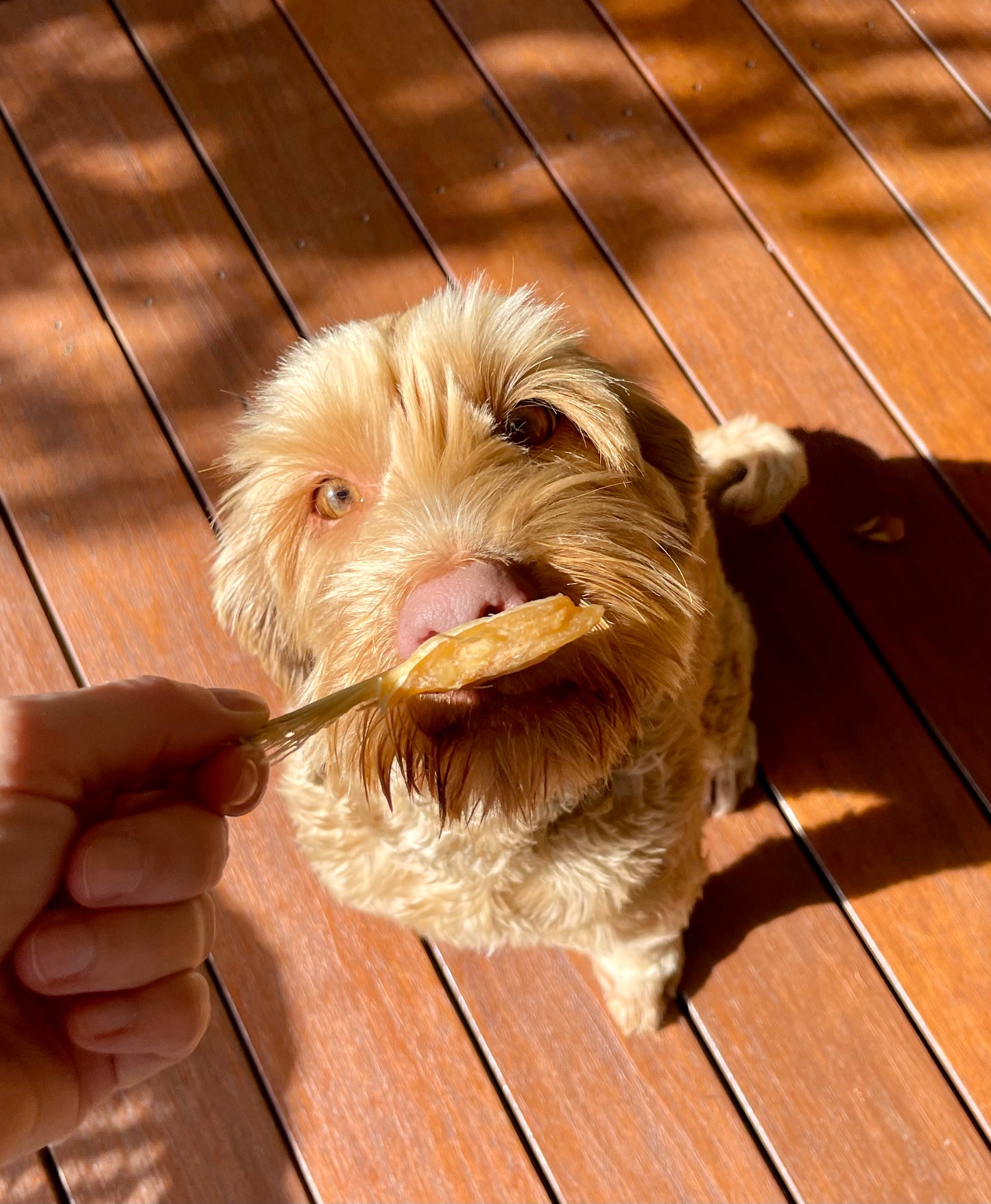 Salmon Bellies Freeze-Dried Dog Treats