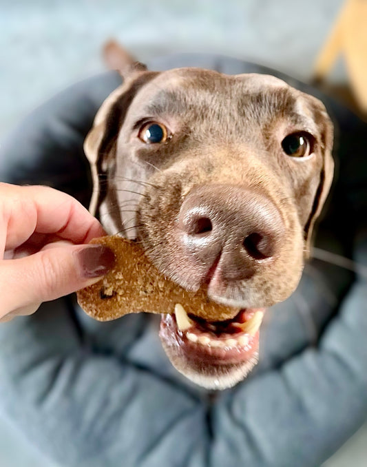 Blueberry Dog Bone Biscuits