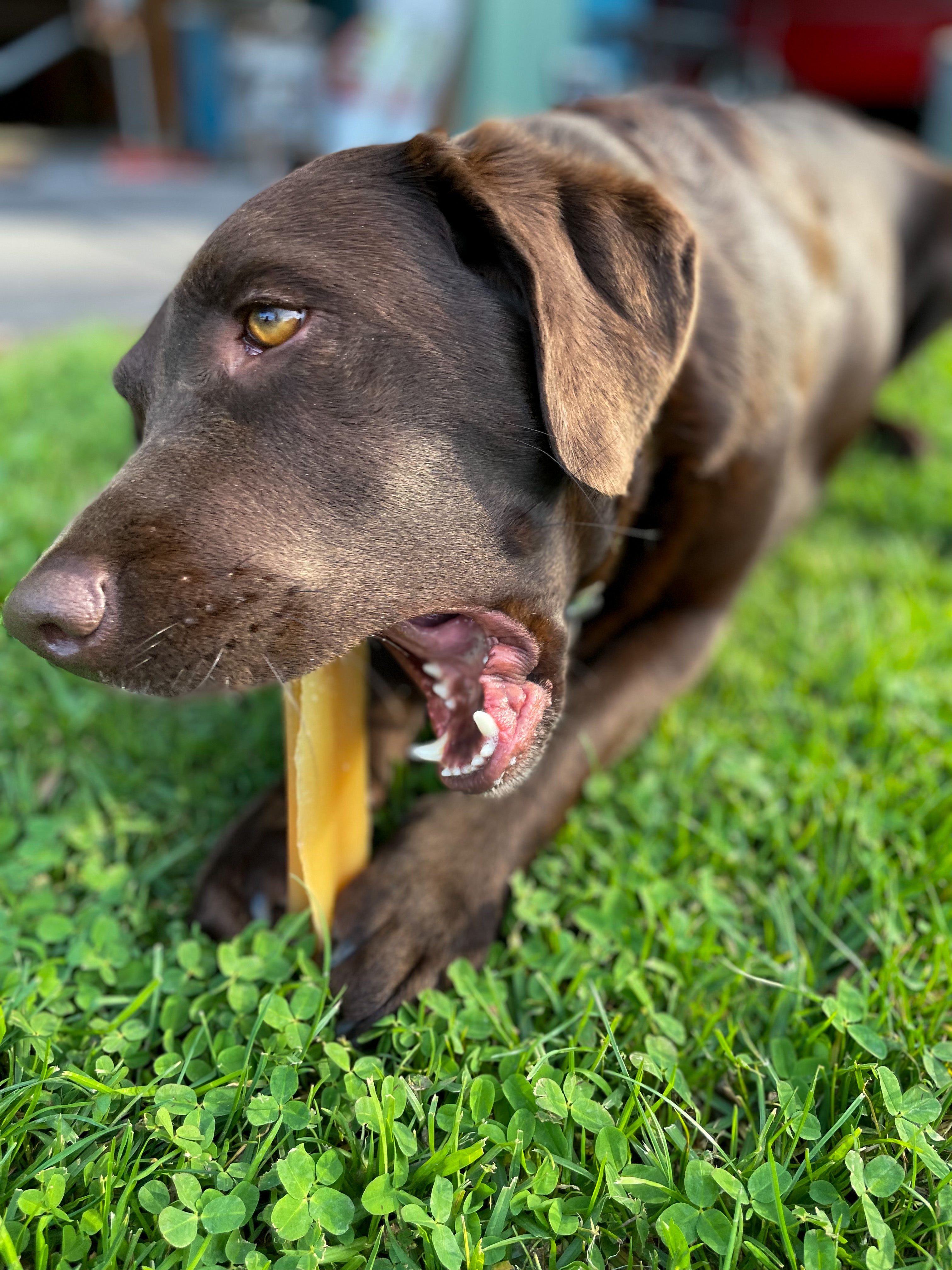 Lab sales eating poop