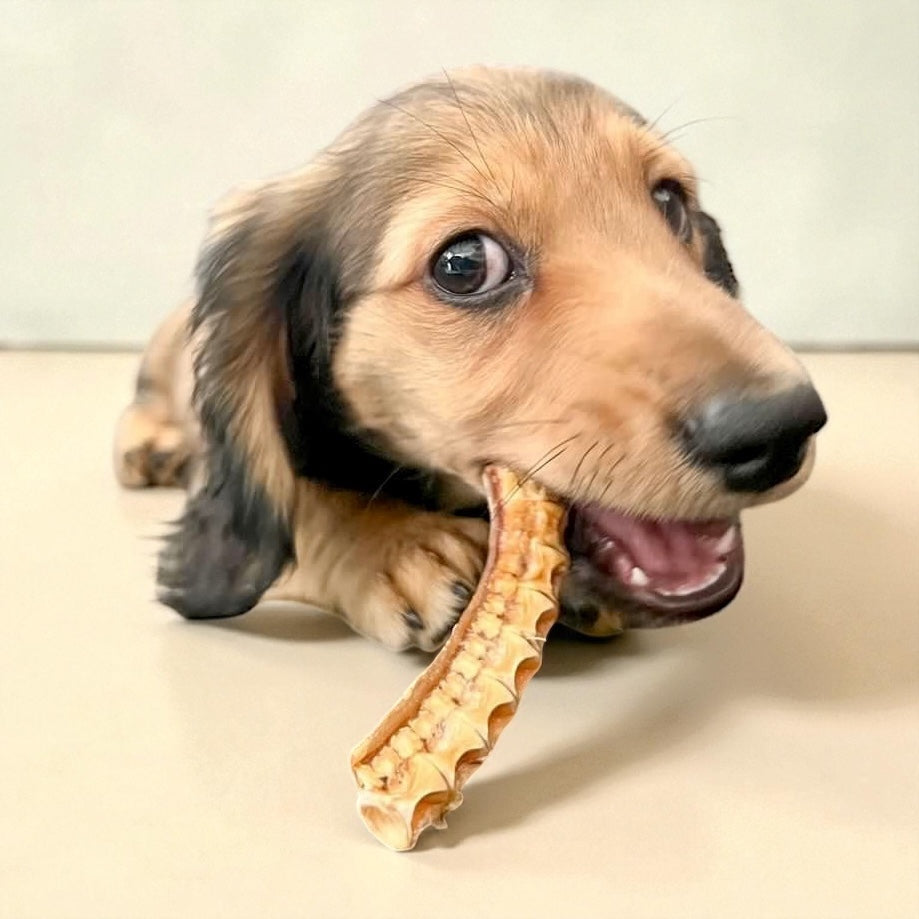 Shark Cartilage Dog Treat