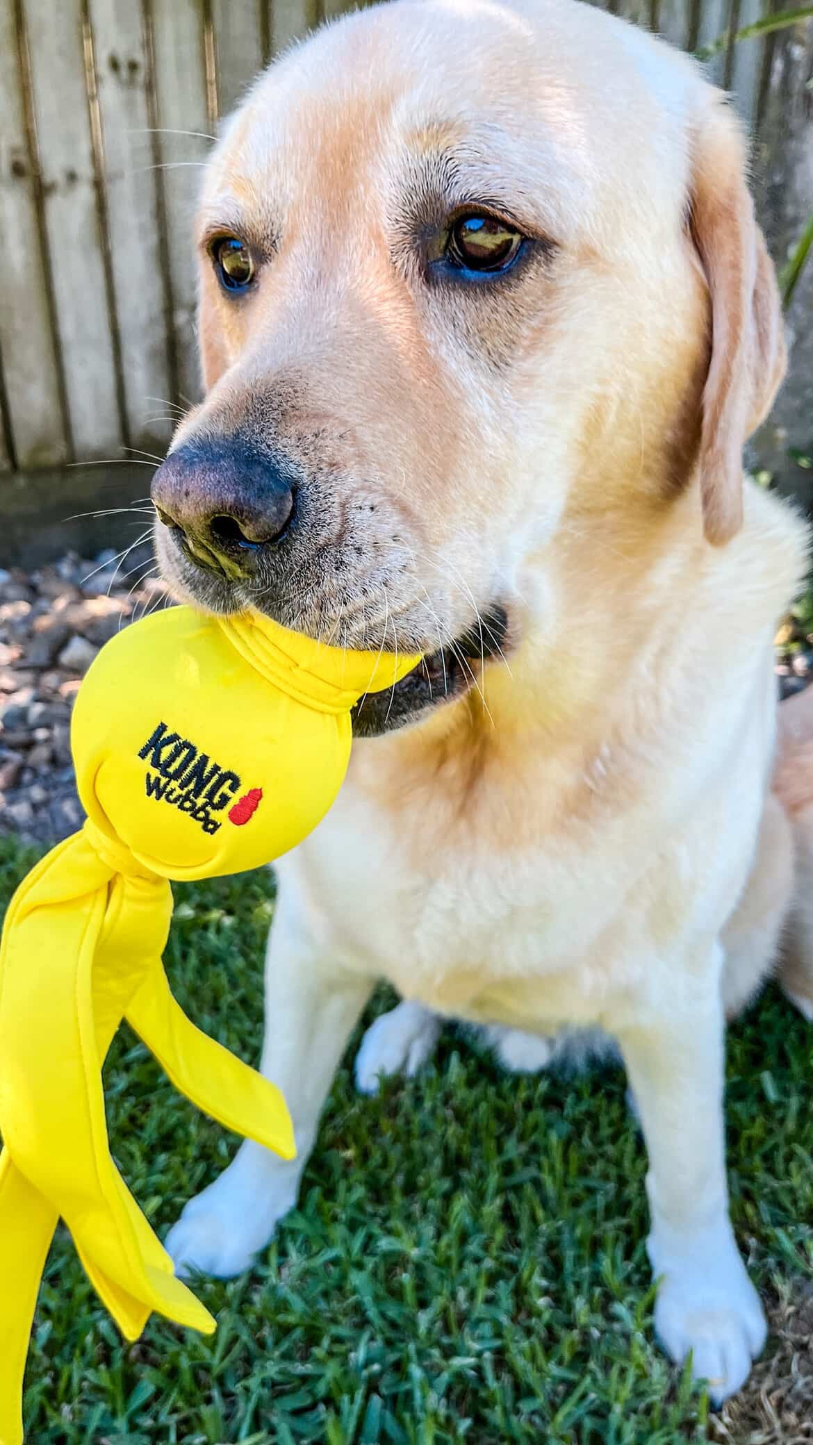 KONG® Wet Wubba™ Tug Dog Toy - Assorted Colours