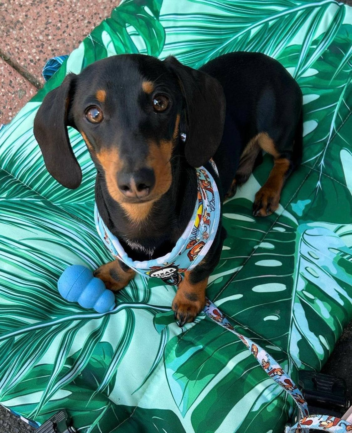 Pet Travel & Training Mats