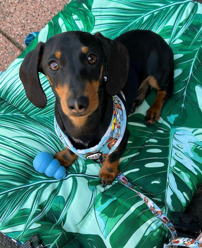 Pet Travel & Training Mats