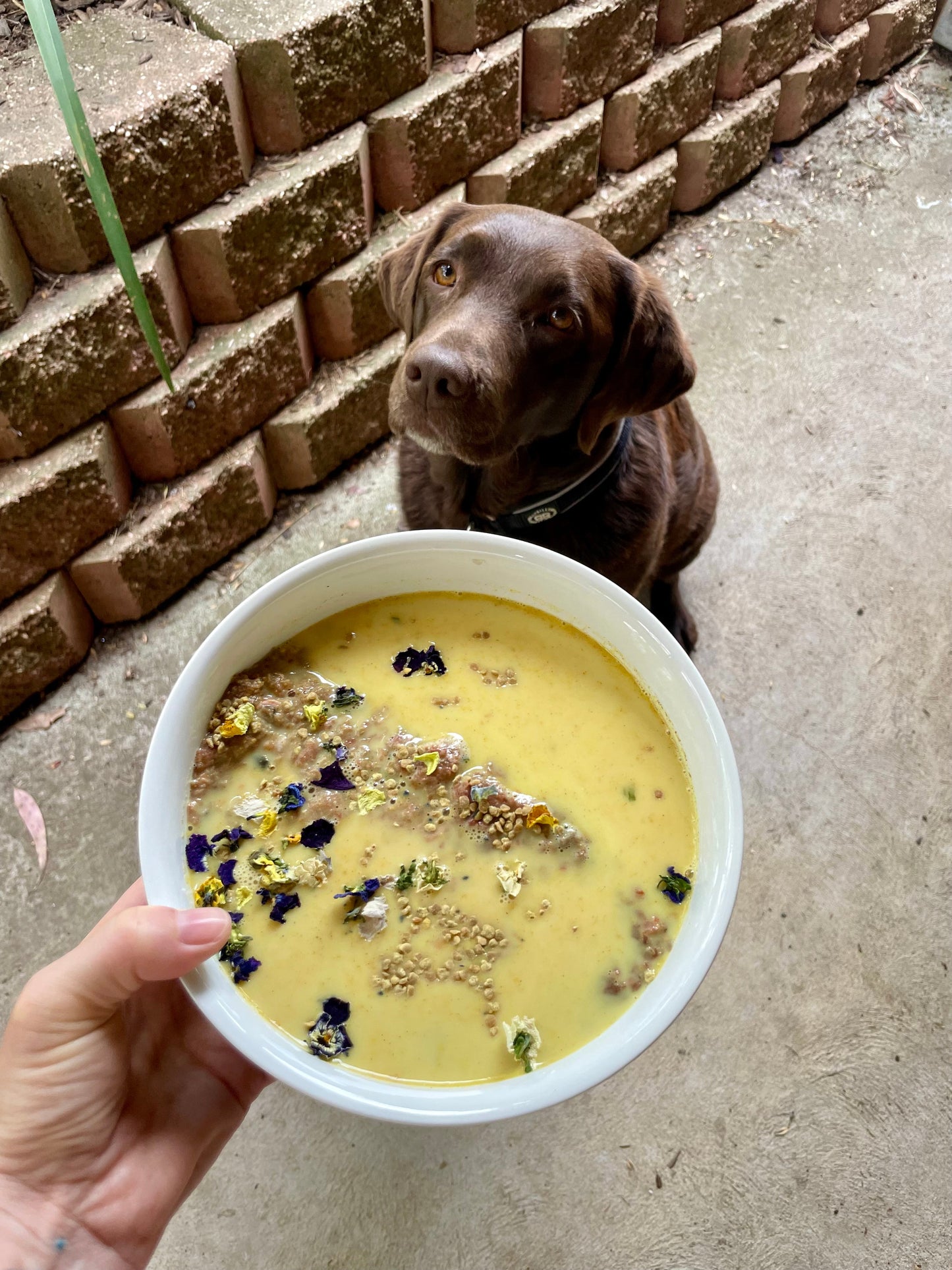 Goat Milk Doggy Drink Mixes