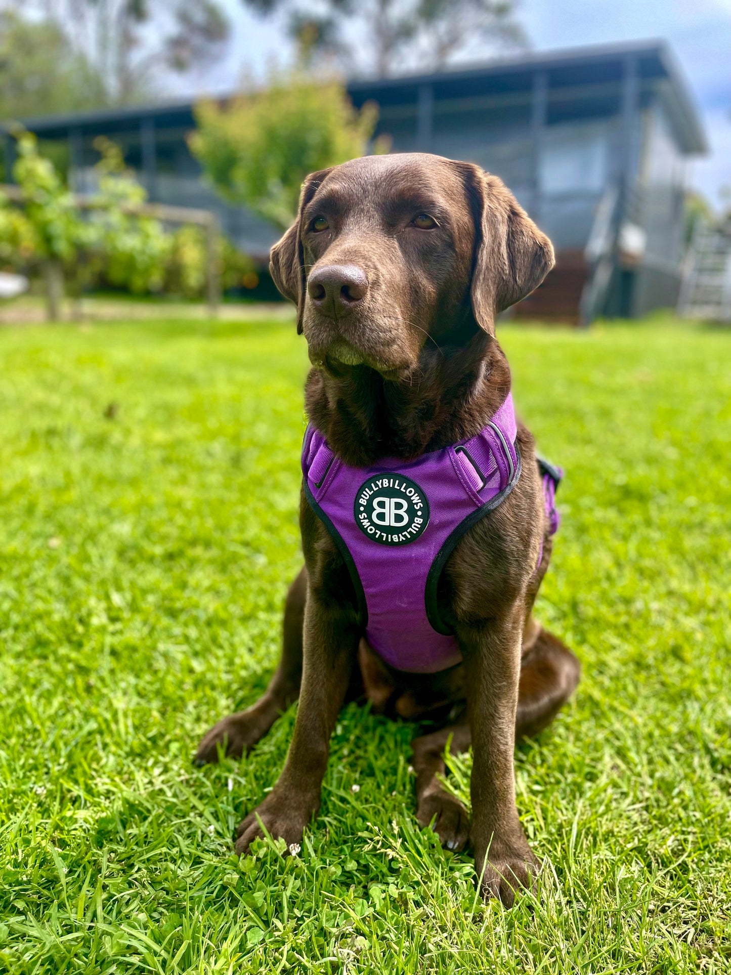 Comfort Premium Harness | Non Restrictive