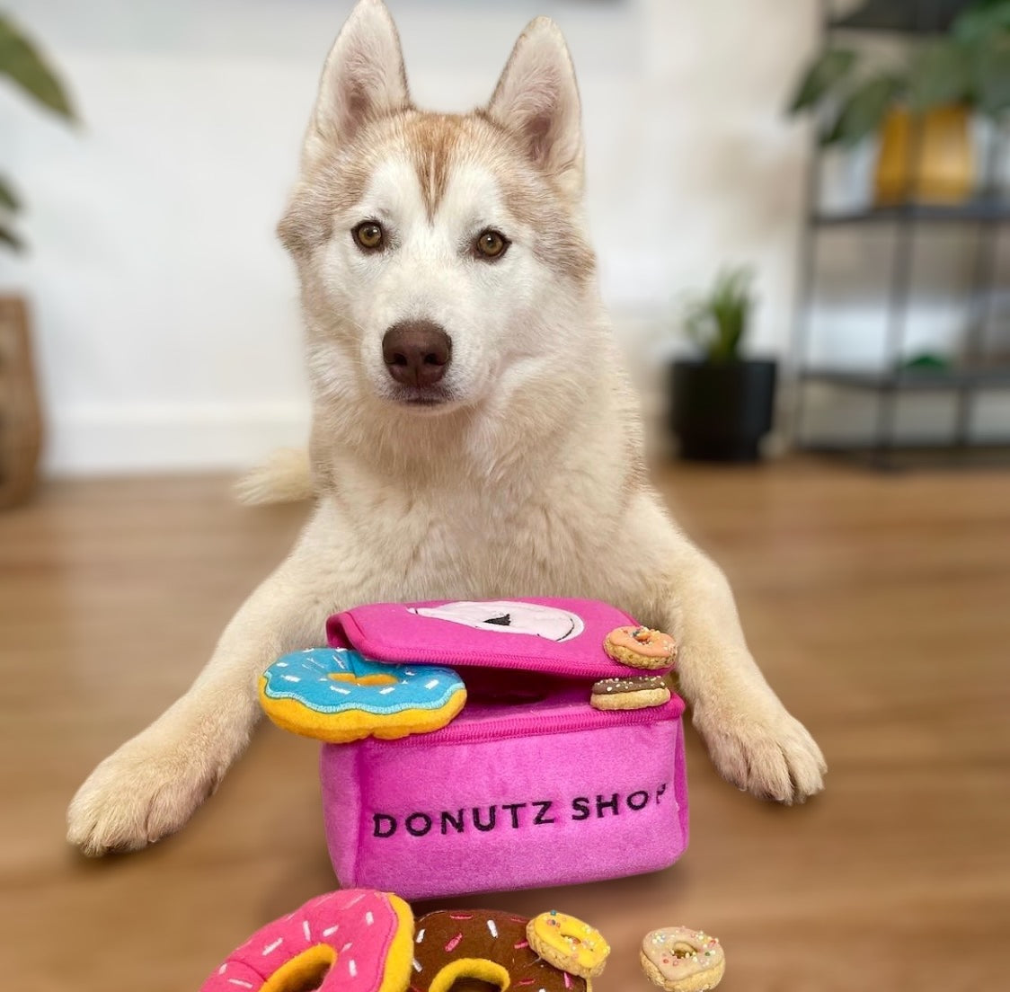 Donutz Box Interactive Burrow Dog Toy