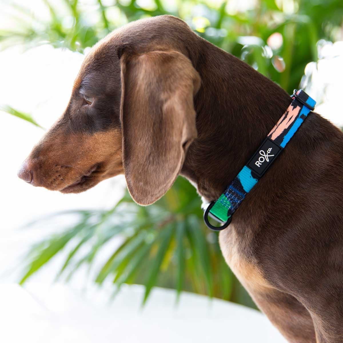 Designer Dog Collar Harvey Lola Pet Supplies