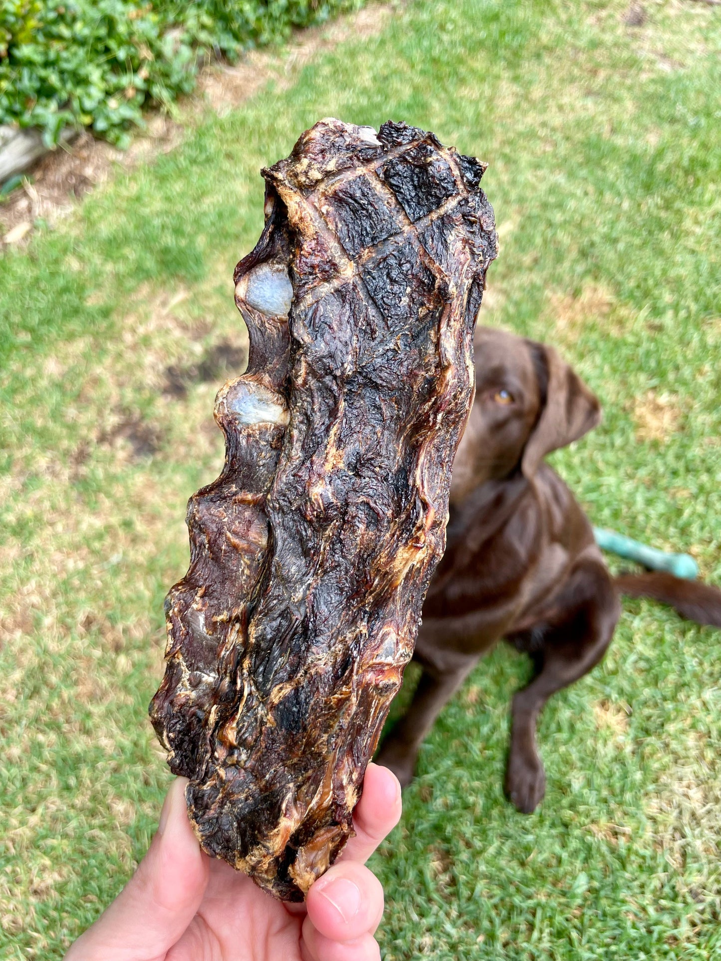 Kangaroo Lumbar Tails Air-Dried Dog Chew Treats