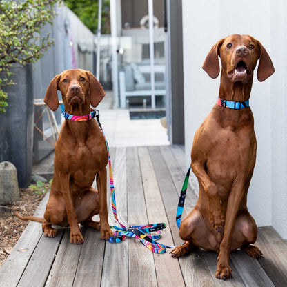 Licorice Dog Leash - Harvey & Lola