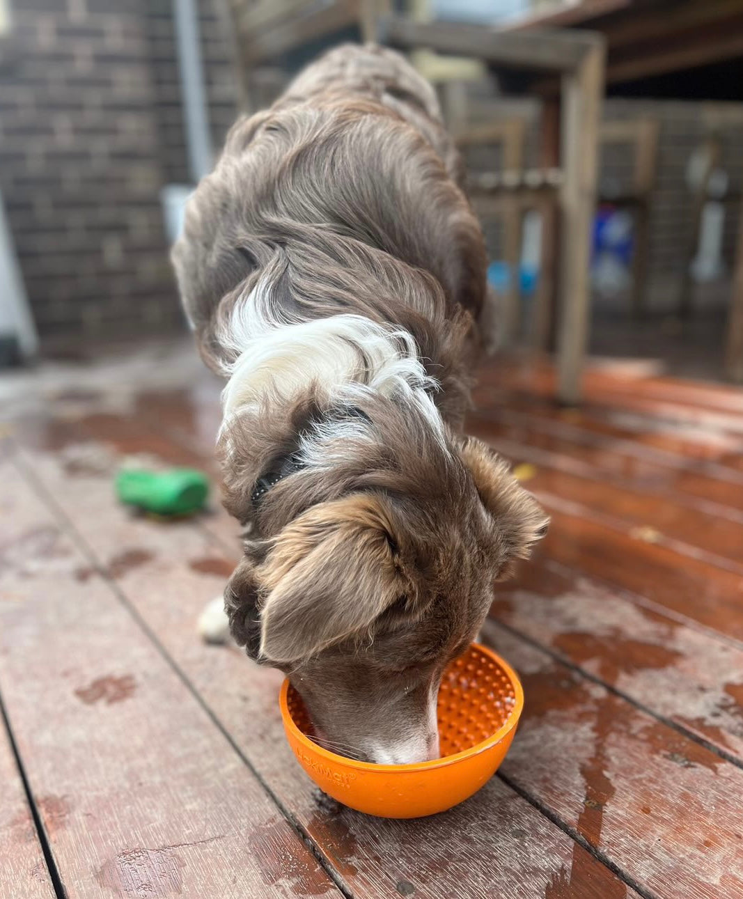 Buster dog hot sale bowl