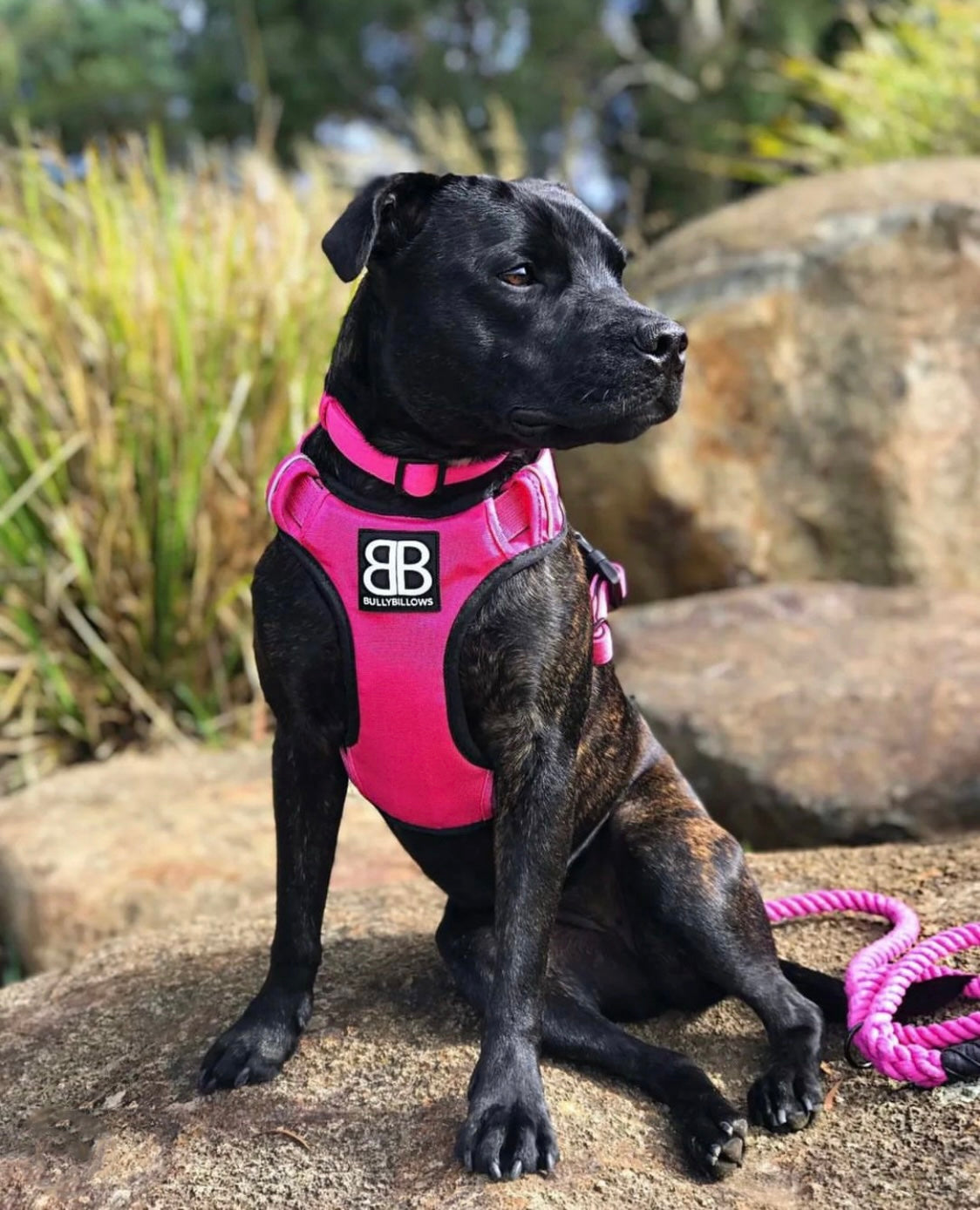 Comfort harness for outlet dogs