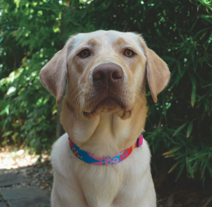 Dahlia Dog Collar - Harvey & Lola