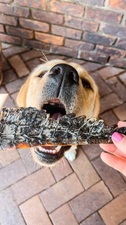 Crocodile Tail Dog Treat