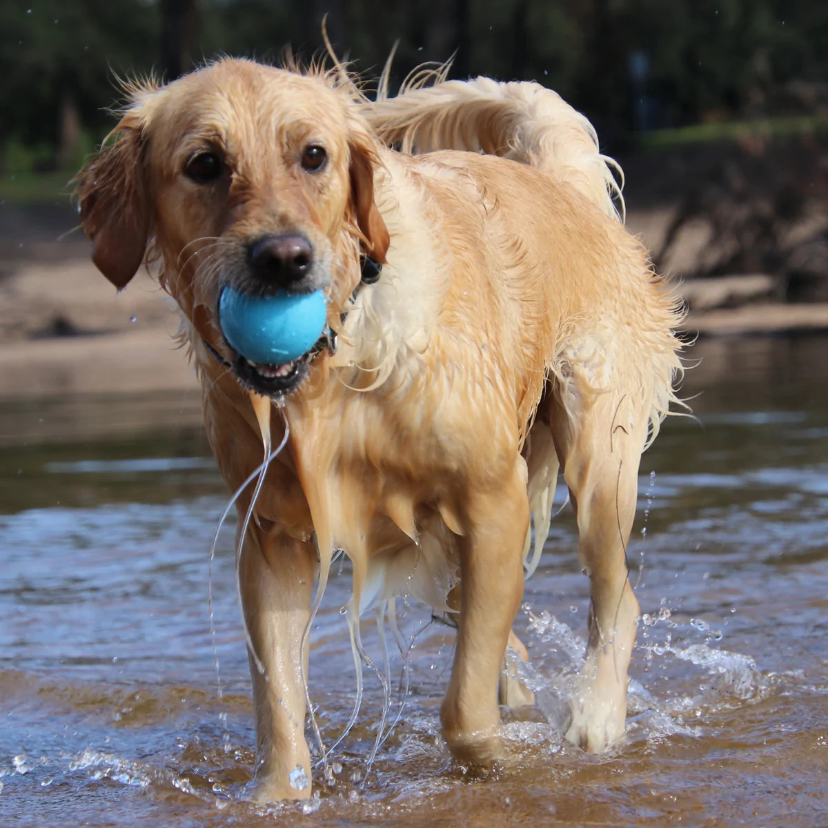 Wag Ball Ultra Durable Dog Toy - Harvey & Lola